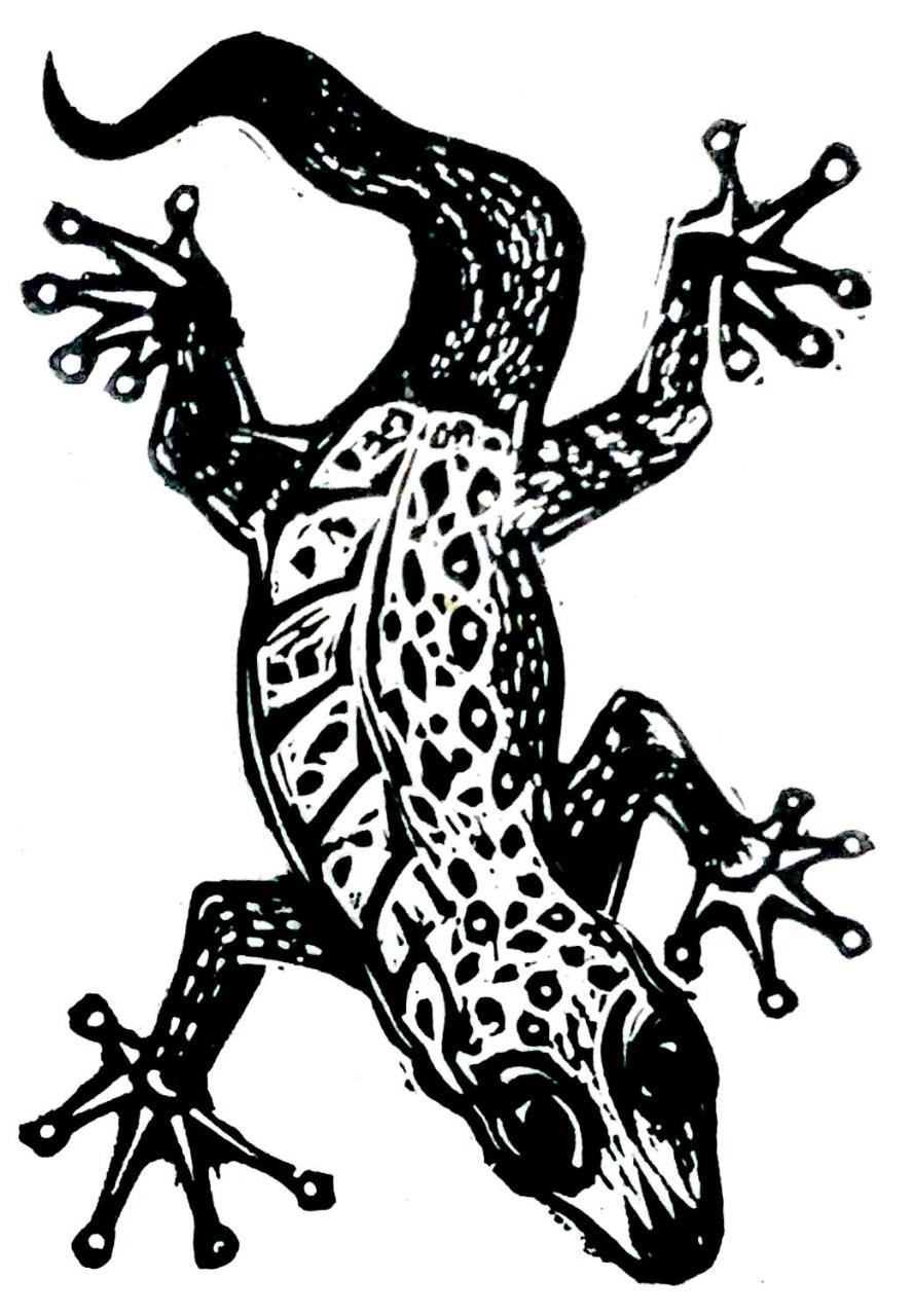 Gecko Guest House Cooktown Eksteriør bilde